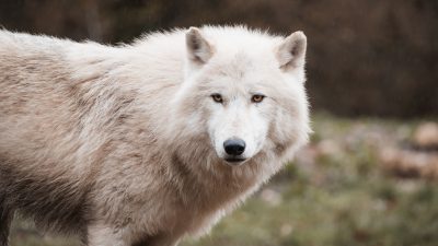 Der Monsterwolf-Roboter verscheucht in Japan erfolgreich Bären und andere Wildtiere